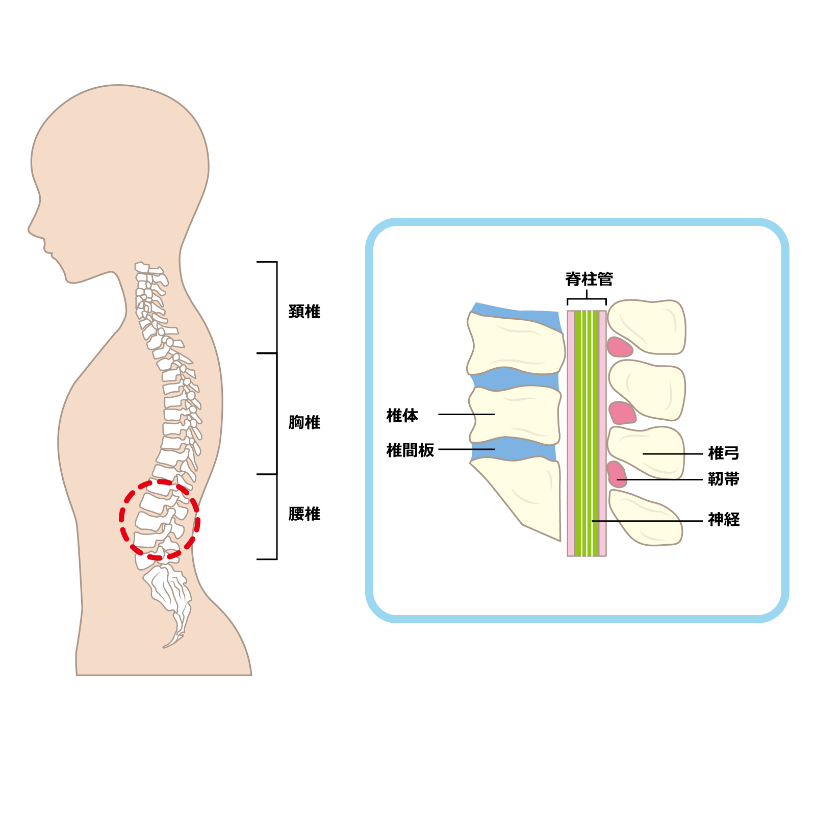 腰椎の図解